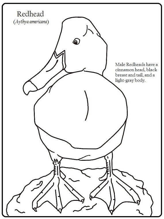 570x760 Redhead Male Duck Coloring Page