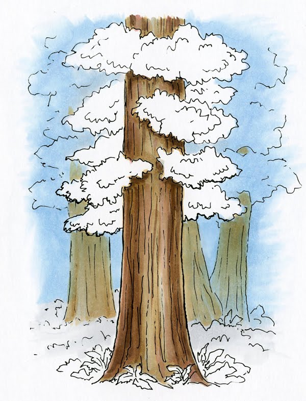 600x786 I Like Markers Redwoods