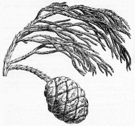 431x403 In The Heart Of The Sierras Chapter 17 The Big Trees In General