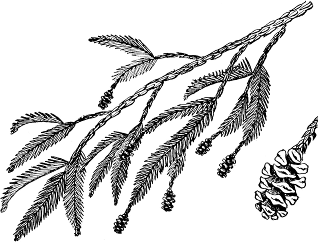 640x484 Redwood Branch Clipart Etc