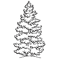 230x230 Top 25 Tree Coloring Pages For Your Little Ones