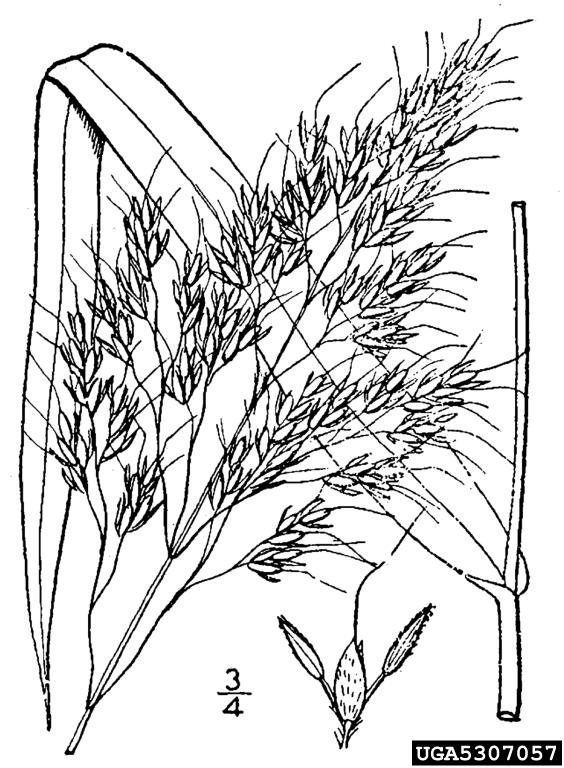 564x768 Redwood Forests