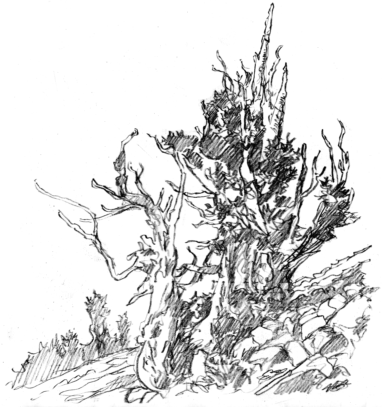 1317x1402 Bristlecone Pines The Art Of Larry Eifert