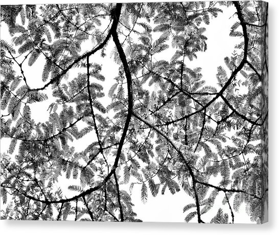 546x459 Redwoods Canvas Prints