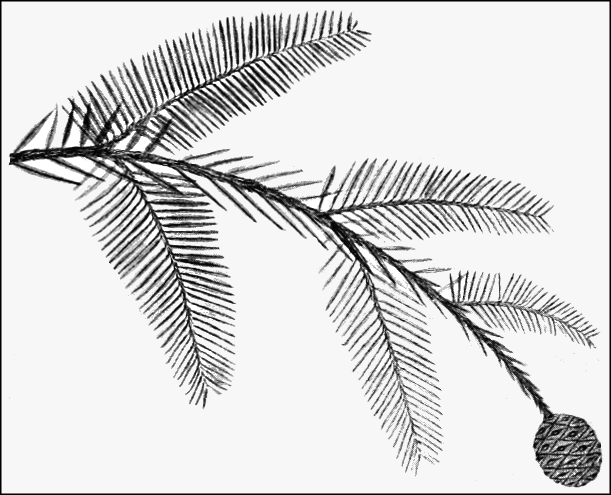 1220x988 Popular Science Monthlyvolume 67september 1905the Ancestors