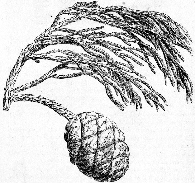 626x588 The Cone, And Foliage Of The Mammoth Size. California