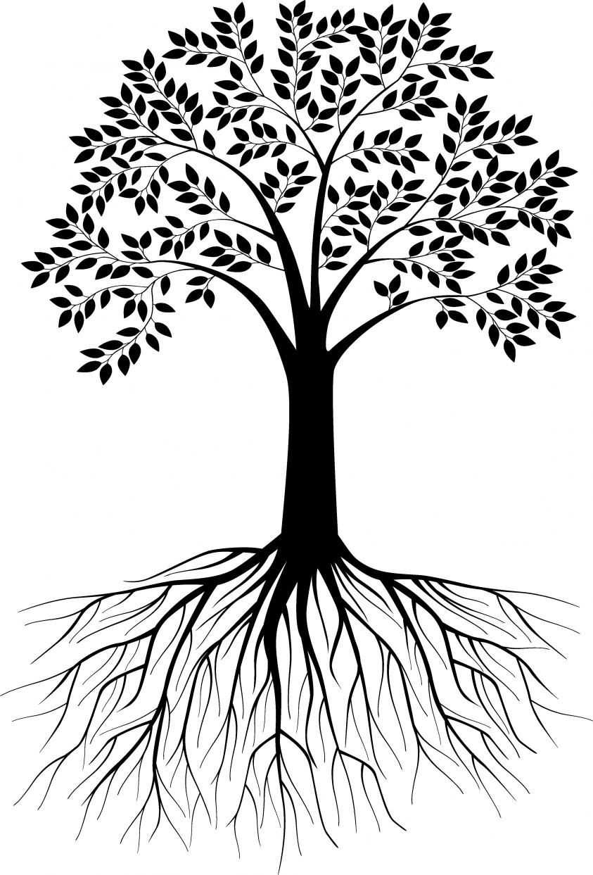 843x1243 Tree Drawing With Roots Images