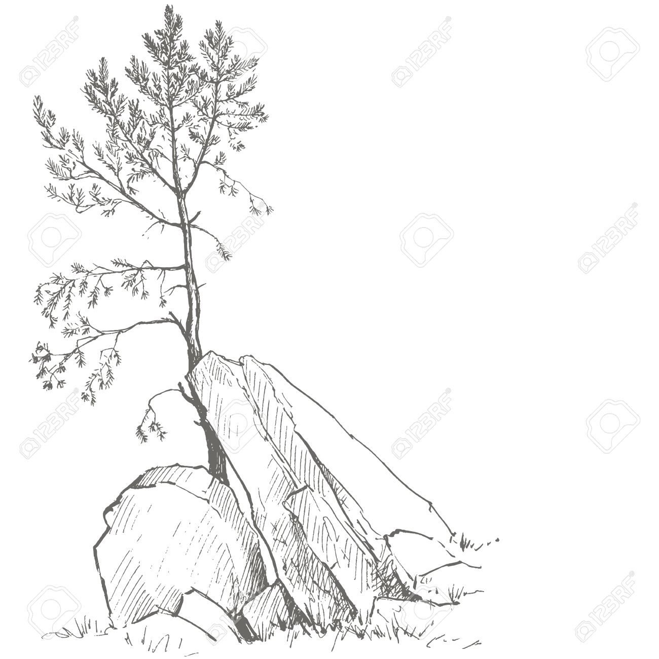1300x1300 Young Pine Tree And Rocks Drawing By Ink, Sketch Of Wild Nature