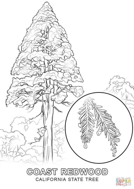 566x800 Redwood Trees Clip Art