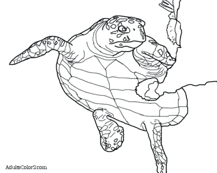 756x604 Sea Turtle Coloring Page Drawing Of A Turtle Visiting A Reef Sea