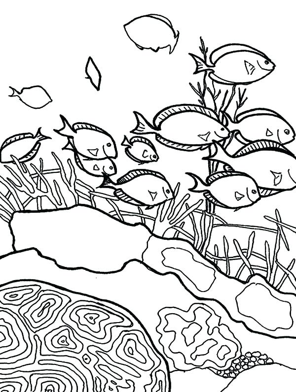 600x796 Coral Reef Coloring Page