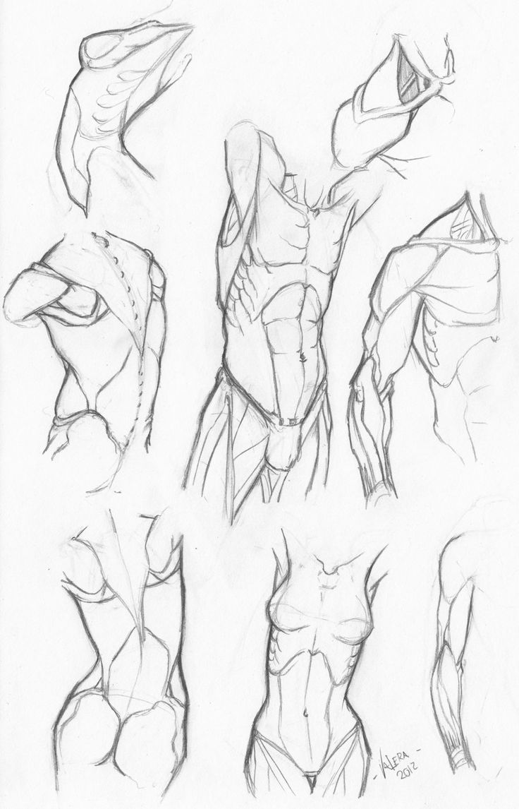 736x1146 Gallery Body Sketch Reference,