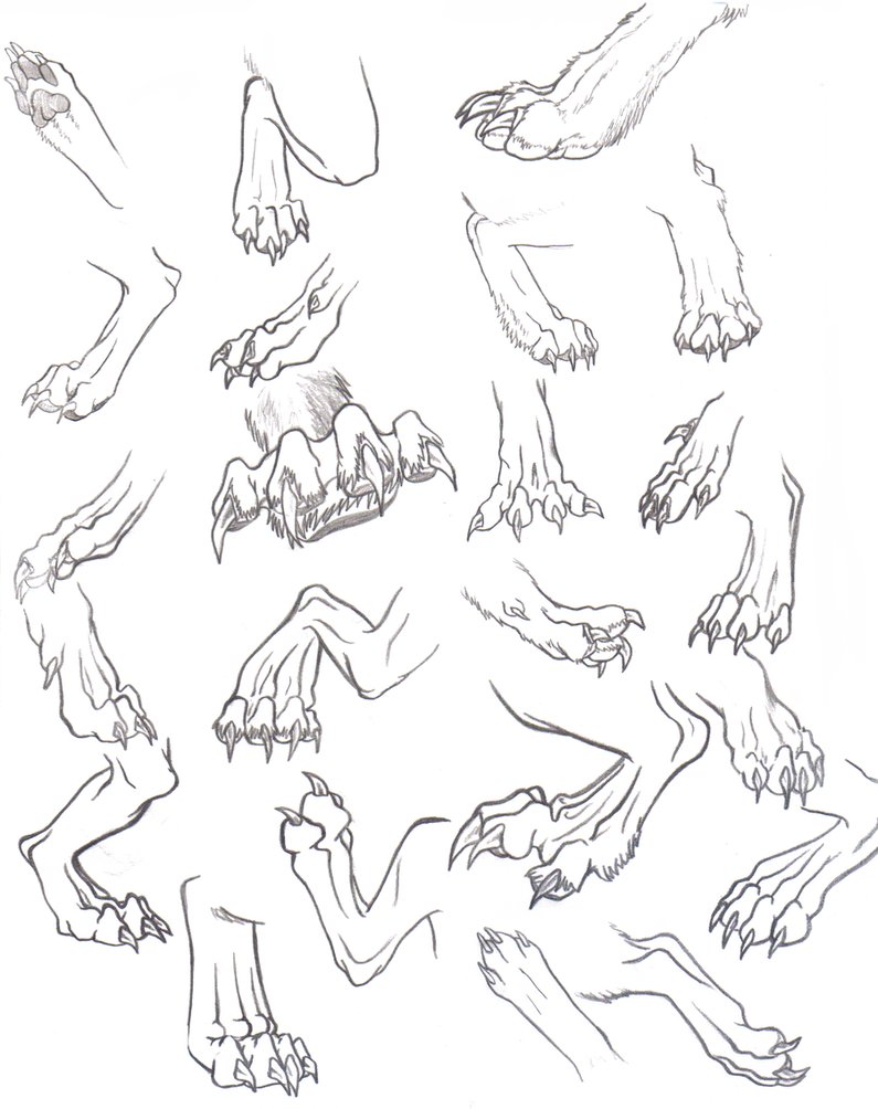 795x1004 Back Paws Reference Dump By Thate Midget