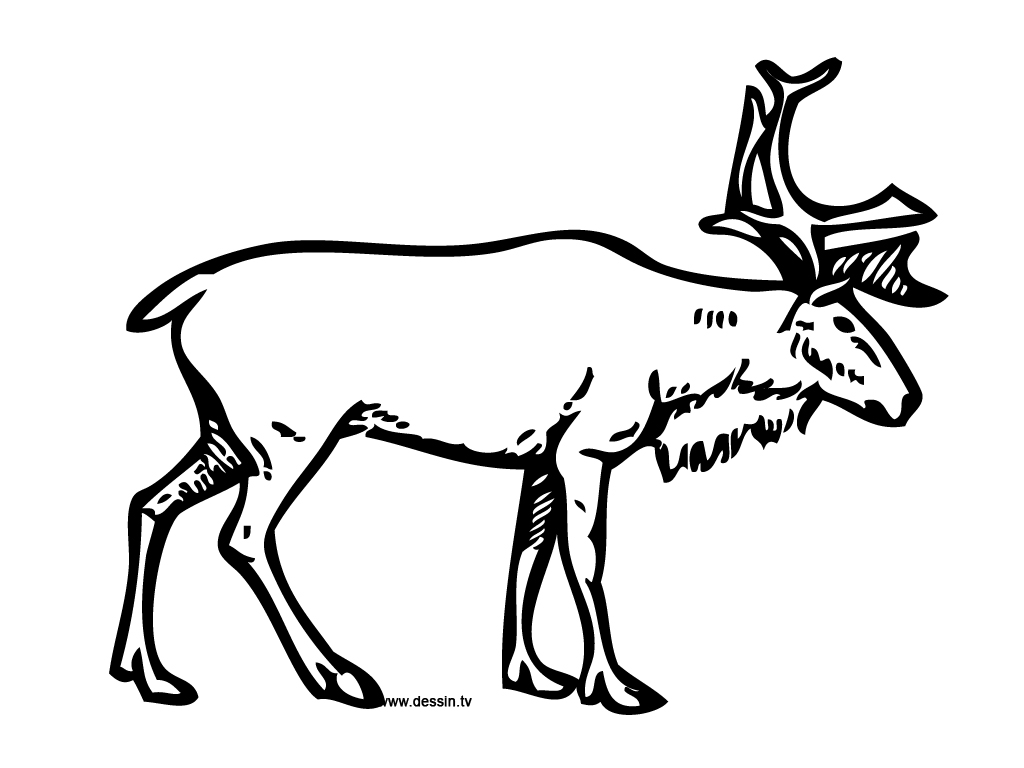 1024x768 Coloring Reindeer