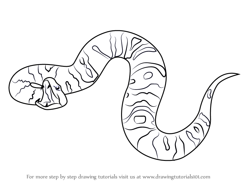 796x616 Reptiles Drawing Tutorials