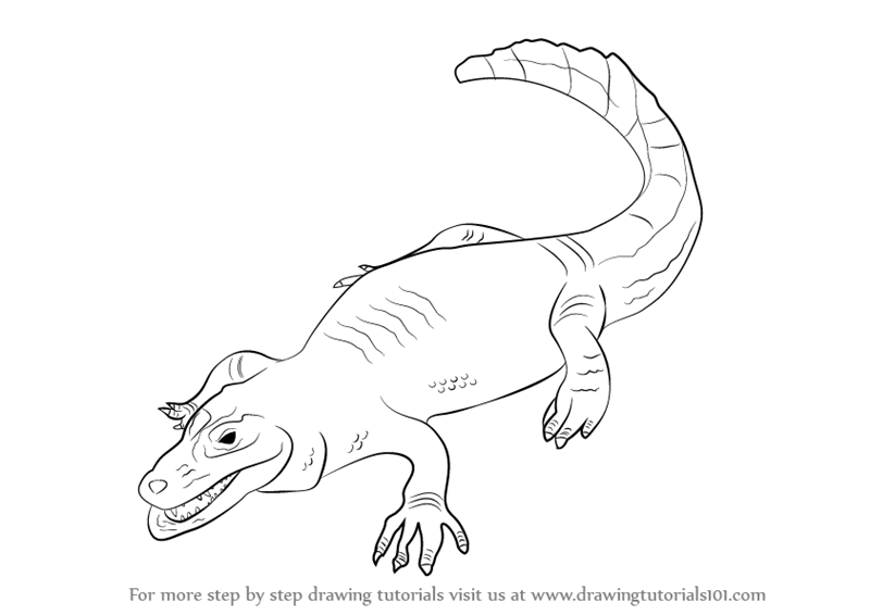 800x566 Learn How To Draw A Caiman (Reptiles) Step By Step Drawing Tutorials