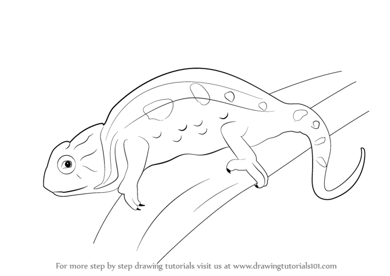 800x566 Learn How To Draw A Chameleon (Reptiles) Step By Step Drawing