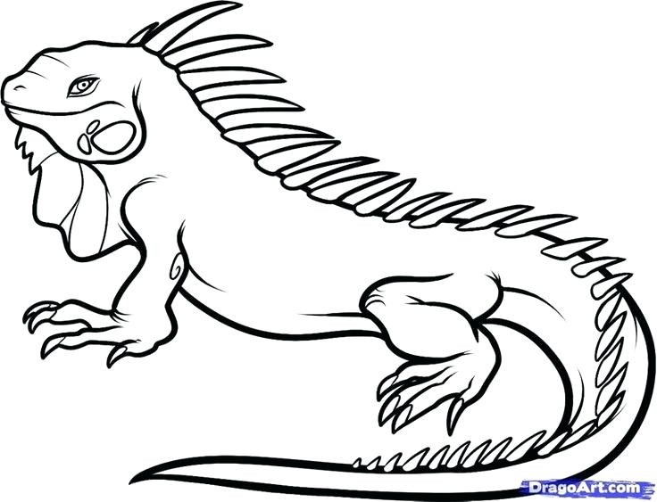 736x563 Reptiles Coloring Pages Download Snake Coloring Pages 9 Reptiles