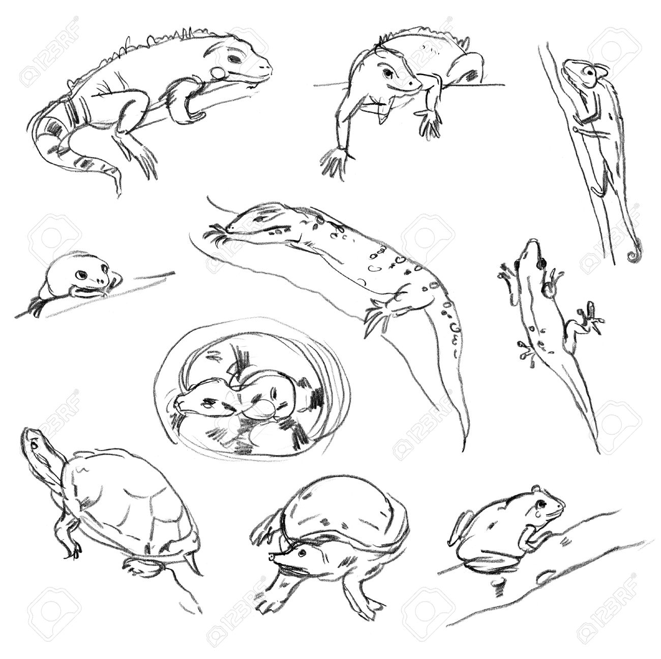 1300x1296 Reptiles. Set. Chameleon, Tree Frog, Iguana, Python, Boa, Turtle