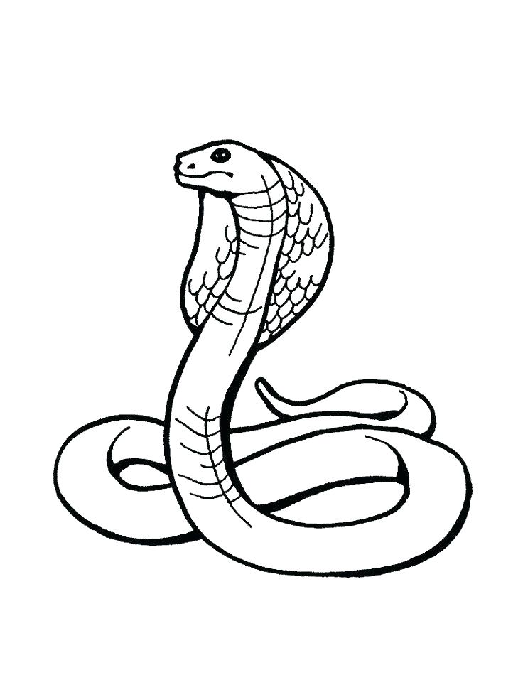 736x981 Reptiles Coloring Pages
