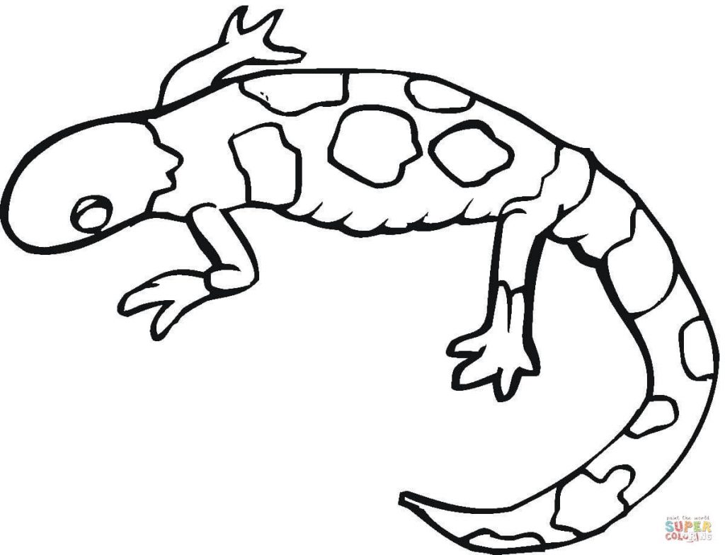 1024x784 Colorful Gecko Download Coloring Page