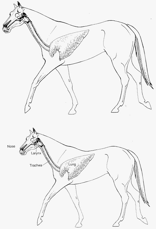 506x741 Equine Respiratory System