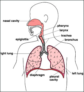 Respiratory System Drawing at GetDrawings | Free download