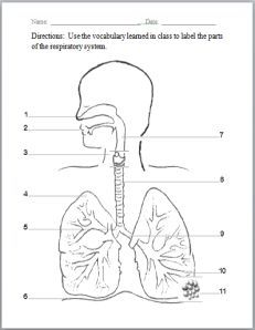 231x298 Labeled Diagram Of The Respiratory System For Kids Respiratory
