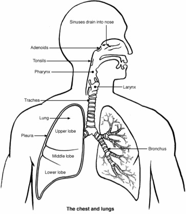 Respiratory System Drawing at GetDrawings | Free download