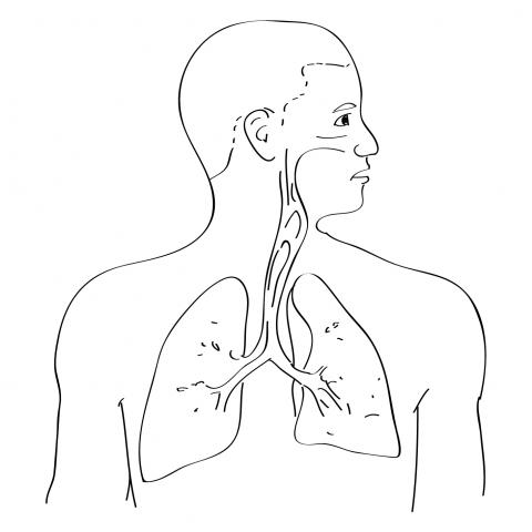 The best free Respiratory drawing images. Download from 129 free ...