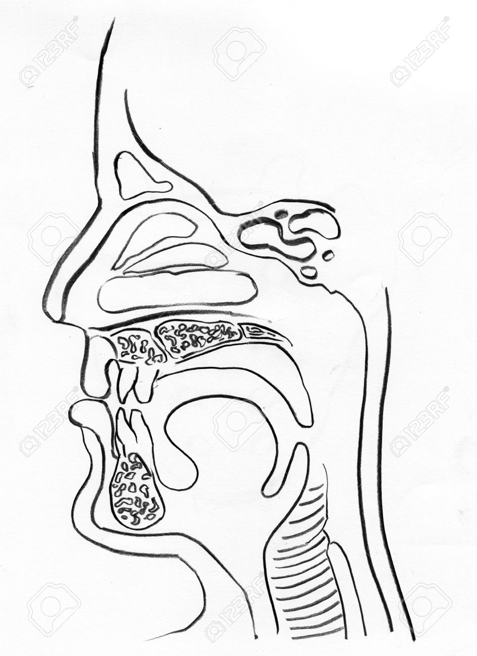 945x1300 Upper Respiratory Tract Outline Drawing In White Background Stock
