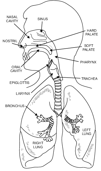 Respiratory System Drawing at GetDrawings | Free download