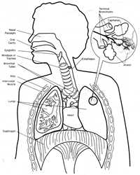 Respiratory System With Label Drawing at GetDrawings | Free download