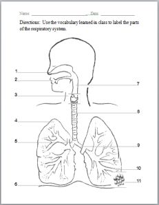 231x298 Respiratory System Labeling Diagram Diagram