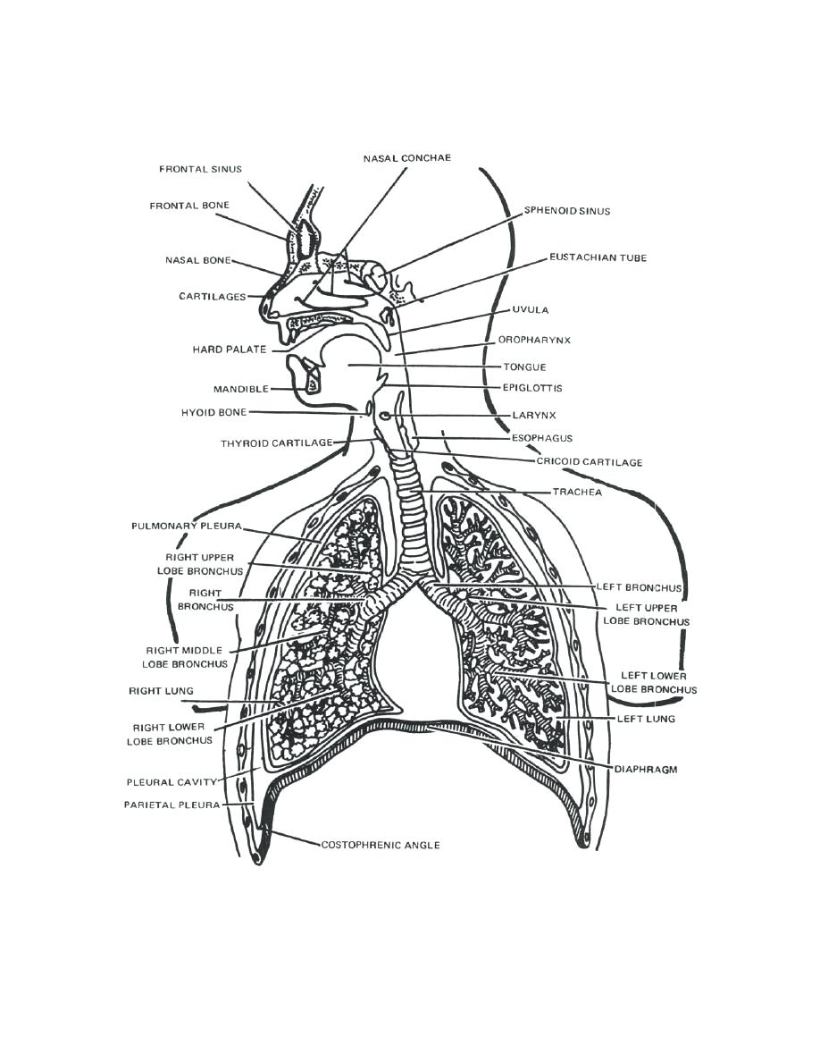 Respiratory System With Label Drawing at GetDrawings.com | Free for