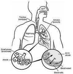 Respiratory System With Label Drawing at GetDrawings.com | Free for