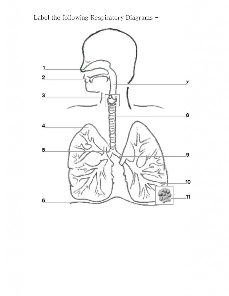 Respiratory System With Label Drawing at GetDrawings | Free download