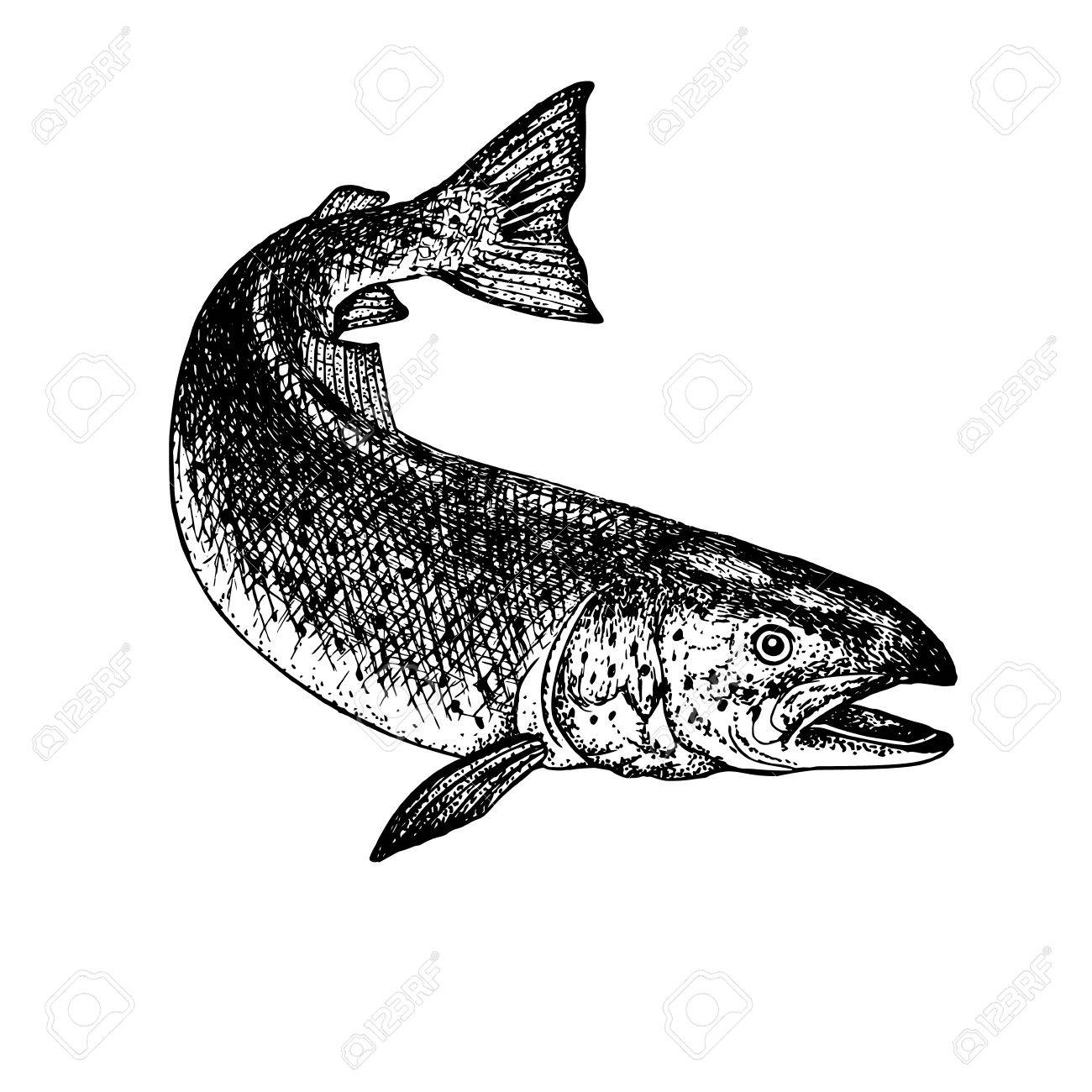 1300x1300 Hand Drawn Salmon. Retro Sketch Isolated. Vintage Hypster Image