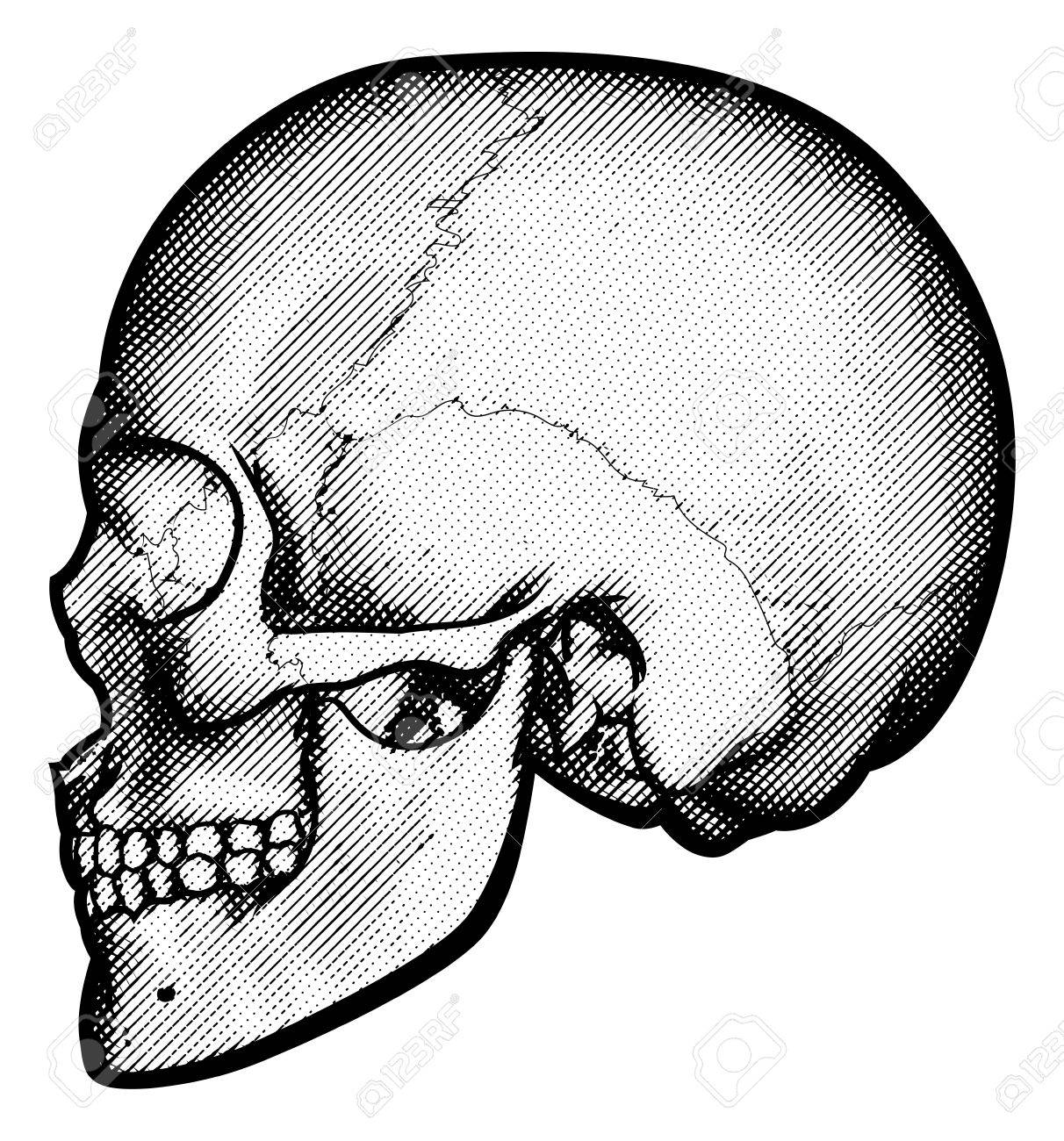 1212x1300 Skull In Profile Side View Drawing In A Vintage Retro Woodcut