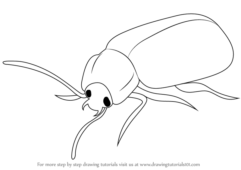 800x566 Learn How To Draw A Beetle (Insects) Step By Step Drawing Tutorials