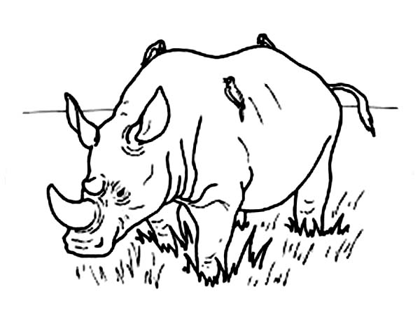 600x453 Drawing Rhino Coloring Pages Batch Coloring