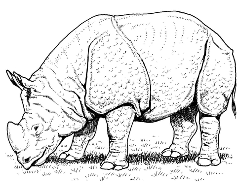 480x396 Indian Rhino Coloring Page Free Printable Coloring Pages