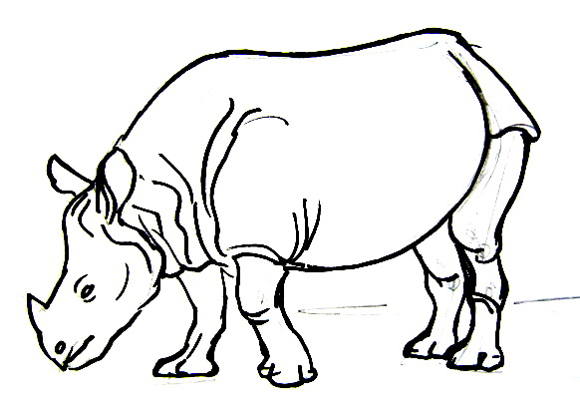 580x410 Indian Rhinoceros Drawing Kresba Rhinoceros