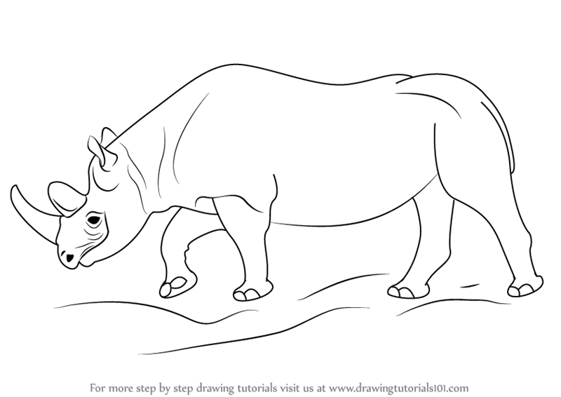 800x566 Learn How To Draw A Black Rhinoceros (Wild Animals) Step By Step