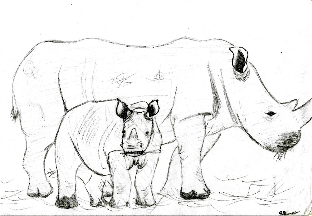 1000x695 White Rhino Mother And Calf Sketch By Thylacinus1
