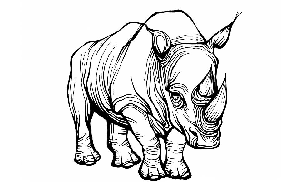 900x600 Rhino Drawing