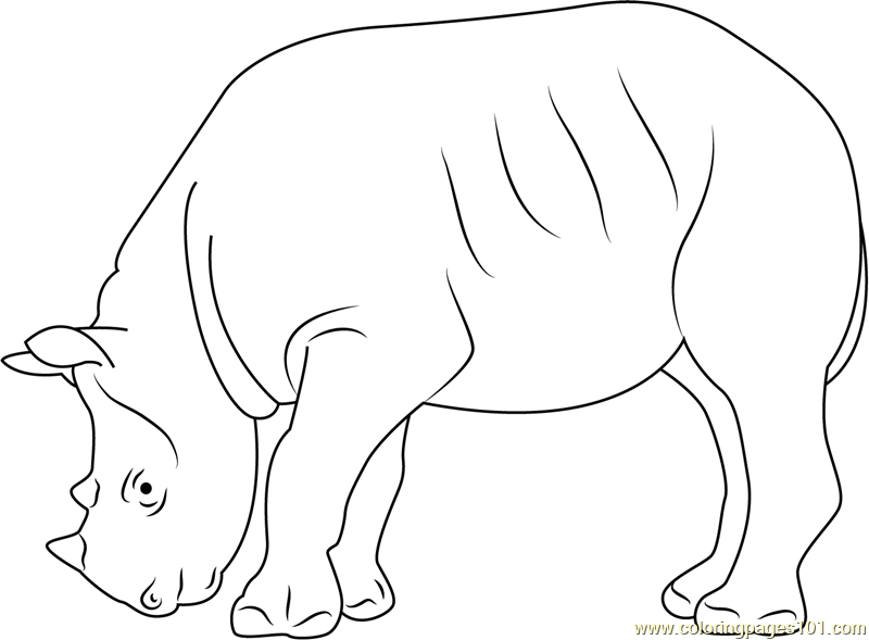 800x589 Black Rhino Coloring Page