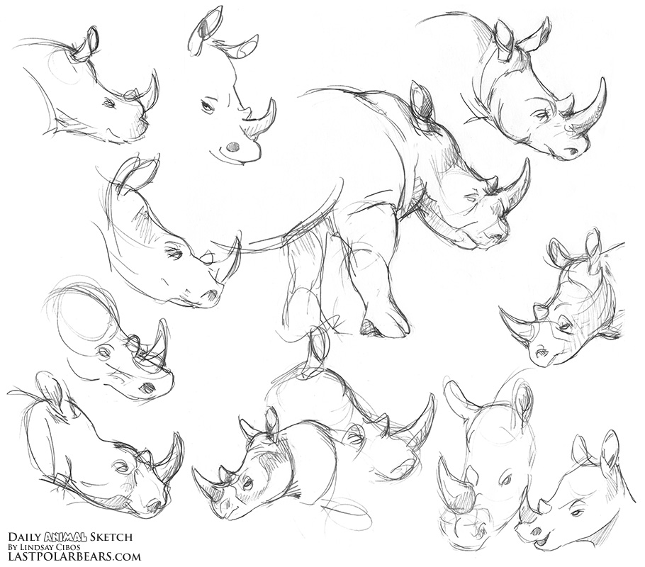 910x800 Daily Animal Sketch World Rhino Day Last Of The Polar Bears