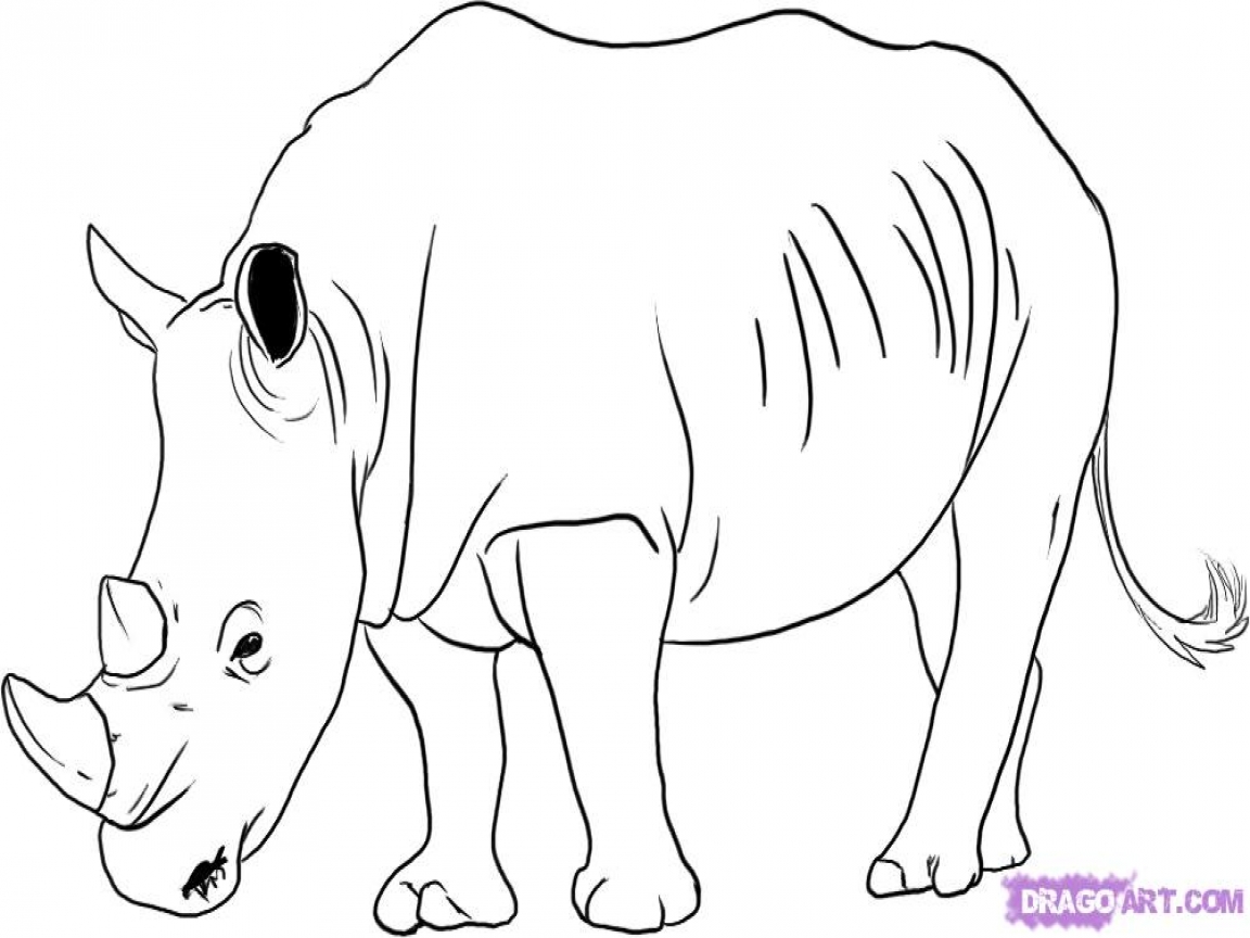 Rhino Head Drawing at GetDrawings | Free download