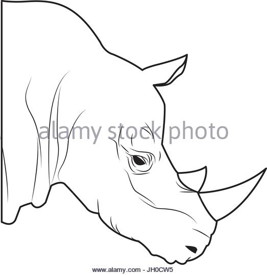 523x540 Head Rhino Black And White Stock Photos Amp Images